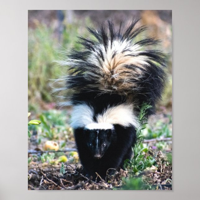 Skunk Black and White Poster (Front)