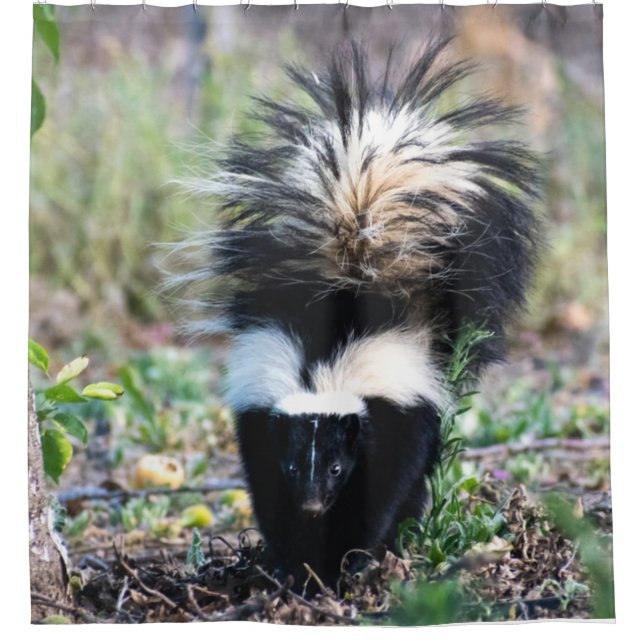 Skunk Black and White Shower Curtain (Front)