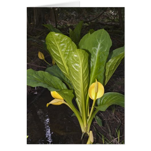 Skunk Cabbage - Card (Front)