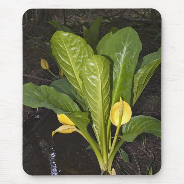 Skunk Cabbage - Mousepad (Front)