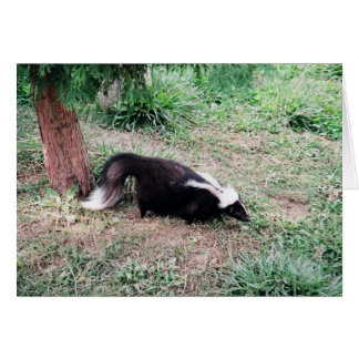 Skunk Cards