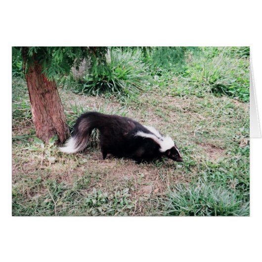 Skunk Cards (Front Horizontal)