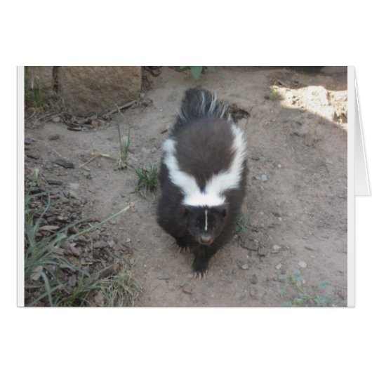 skunk cards (Front Horizontal)