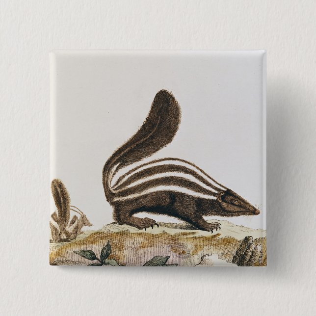 Skunk, from 'Histoire Naturelle' by Button (Front)