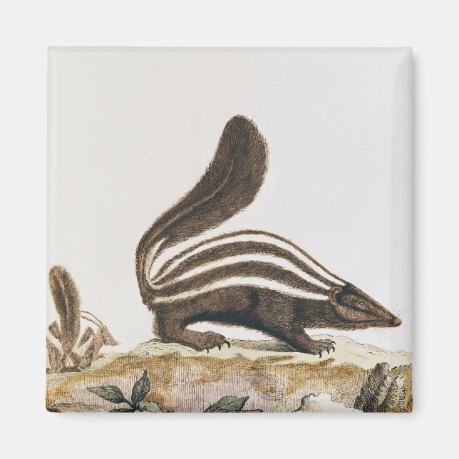 Skunk, from 'Histoire Naturelle' by Magnet (Front)