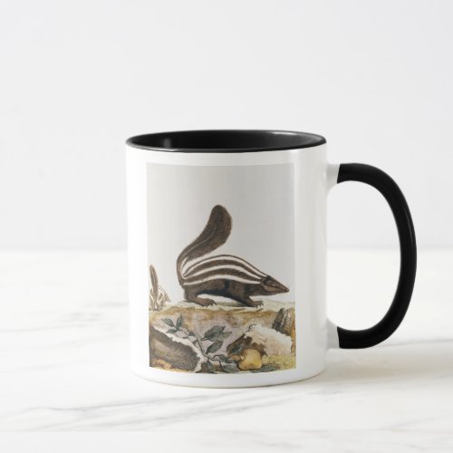 Skunk from Histoire Naturelle by Mug