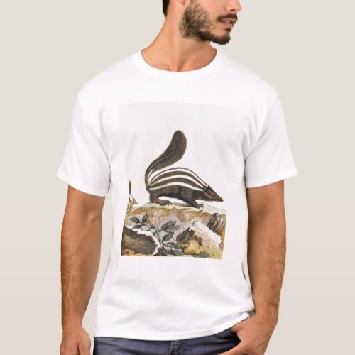 Skunk from Histoire Naturelle by T_Shirt