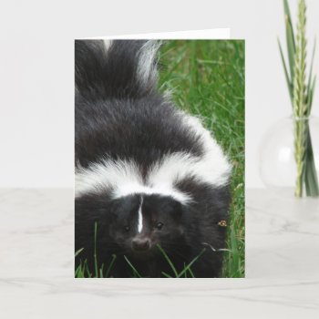 Skunk Greeting Card by WildlifeAnimals at Zazzle