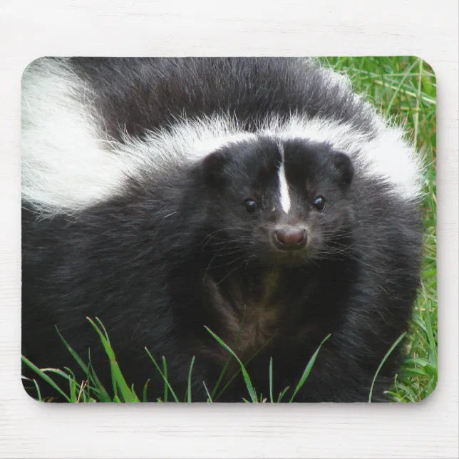 Skunk Photo Mouse Pad | Zazzle