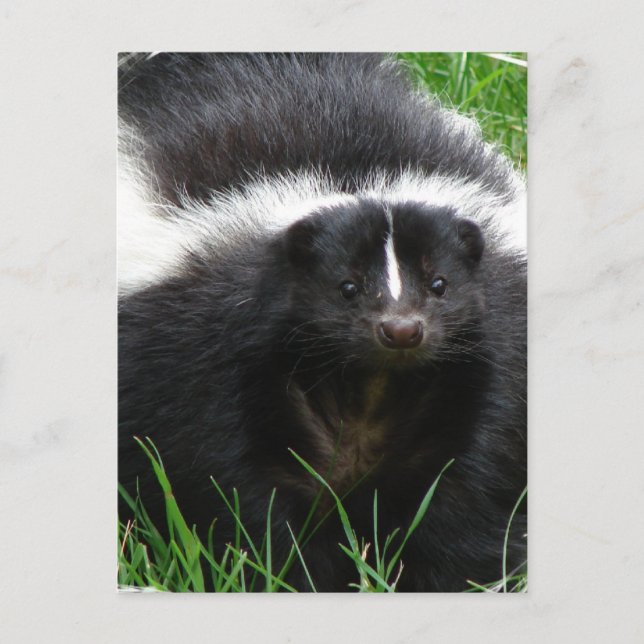 Skunk Photo Postcard (Front)