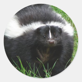 Skunk Photo Sticker by WildlifeAnimals at Zazzle