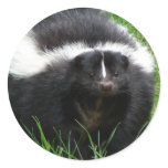 Skunk Photo Sticker
