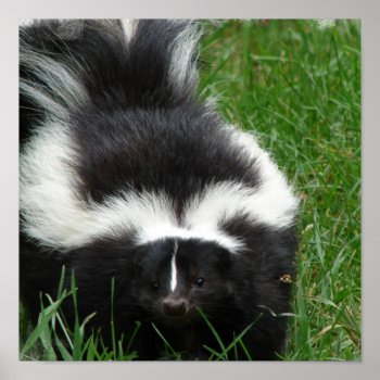 Skunk Poster Print by WildlifeAnimals at Zazzle