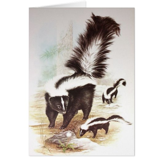 Skunks In The Snow Cards (Front)