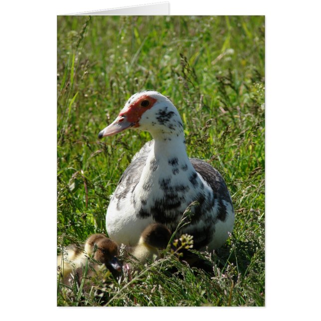 Sky and Her Ducklings (Front)