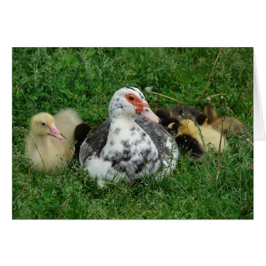 Sky and the ducklings cards (Front Horizontal)