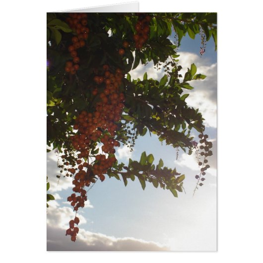Sky berries cards (Front)