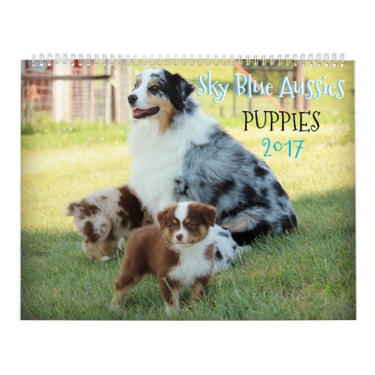 Sky Blue Aussies PUPPY Calendar 2017 | Zazzle.com