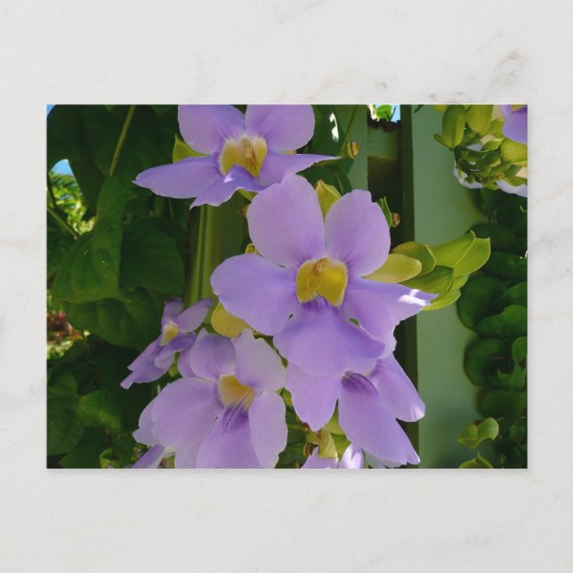 Sky Flower Vine Tropical Purple Floral Postcard (Front)
