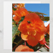 sky, flowers and bee (Front/Back)