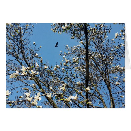 sky in spring (Front Horizontal)