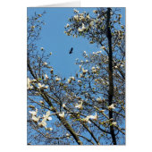 sky in spring (Front)