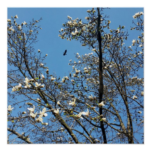 sky in spring poster (Front)