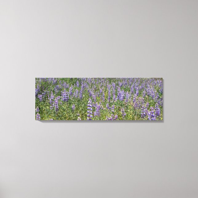 Sky Lupines Canvas Print (Front)