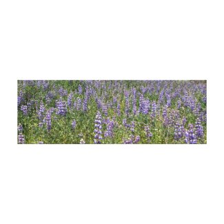 Sky Lupines Canvas Print