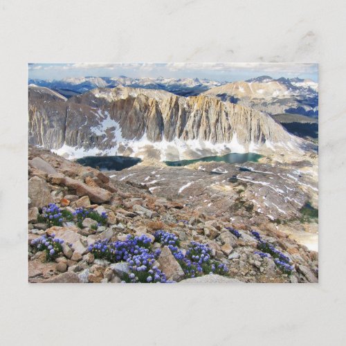 Sky Pilot Flowers Mt Whitney California Postcard