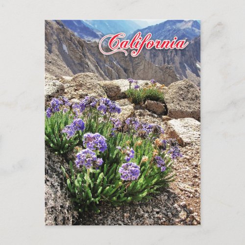 Sky Pilot Flowers University Peak California Postcard