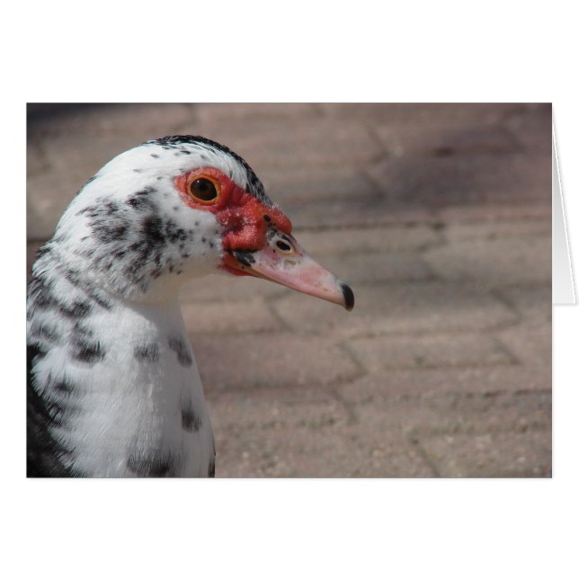 Sky the Muscovy Hen Duck Cards (Front Horizontal)