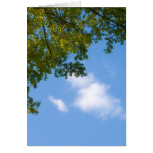 sky view with tree top cards (Front)