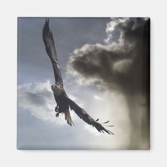 "Sky Warrior" Bald Eagle Gifts Magnet (Front)