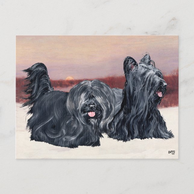 Skye Terriers Walking at Sunset Postcard (Front)