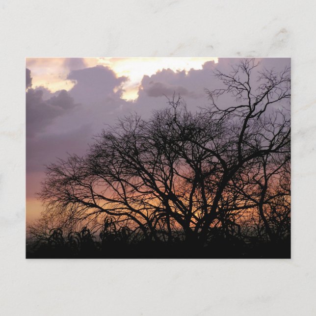 Skyscape Branches  Postcard (Front)