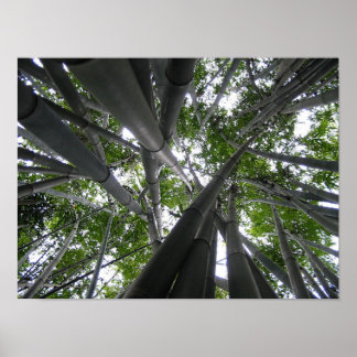 Skyward Bamboo Poster