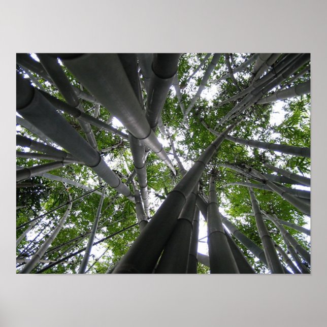 Skyward Bamboo Poster (Front)