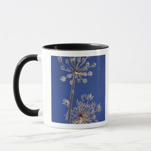 Skyward view of Cow Parsnip in winter covered in Mug