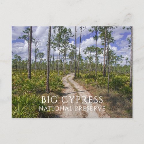 Slash Pine Saw Palmetto Big Cypress Preserve Pos Postcard
