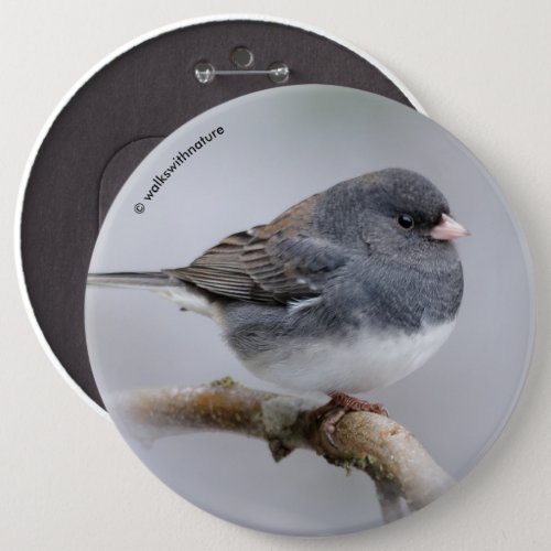 Slate_Colored Dark_Eyed Junco on the Pear Tree Button