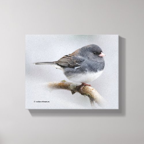 Slate_Colored Dark_Eyed Junco on the Pear Tree Canvas Print