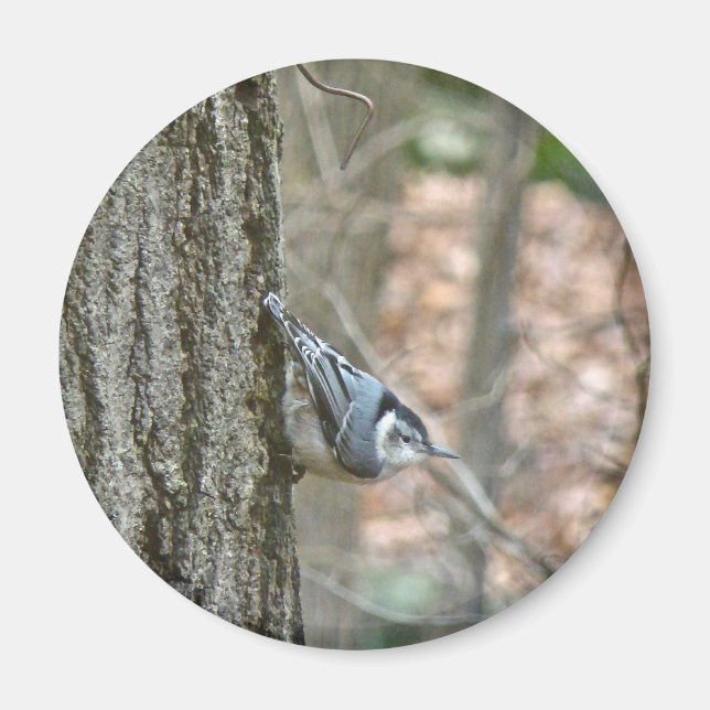 Slate Gray Nuthatch Songbird Coordinated Items Magnet (Front)
