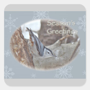 Slate Gray Nuthatch Songbird Seasons Greetings Square Sticker