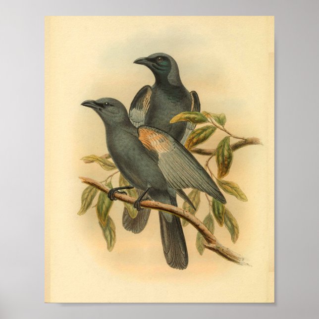 Slate Grey Cuckoo Shrike Bird Vintage Print (Front)