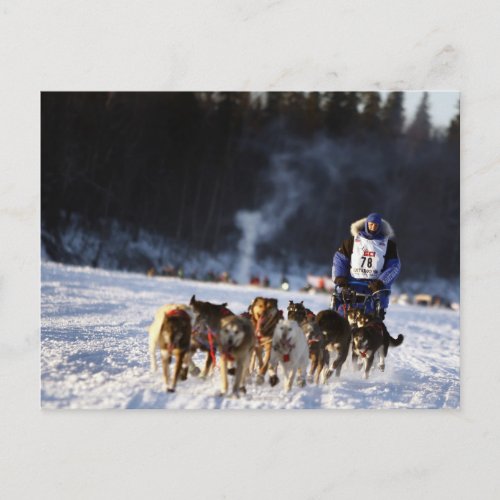 Sled Dog Racing in Alaska Postcard