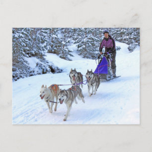 Sled Dog Racing Postcard