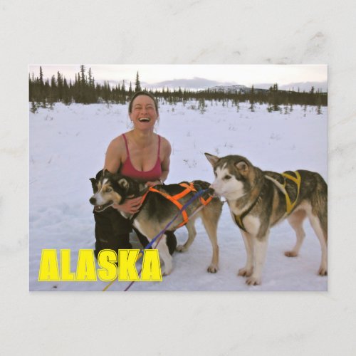 Sled Dogs In Alaska Postcard