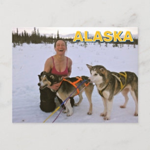 Sled Dogs In Alaska Postcard