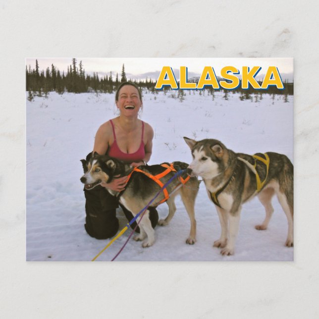 Sled Dogs In Alaska Postcard (Front)